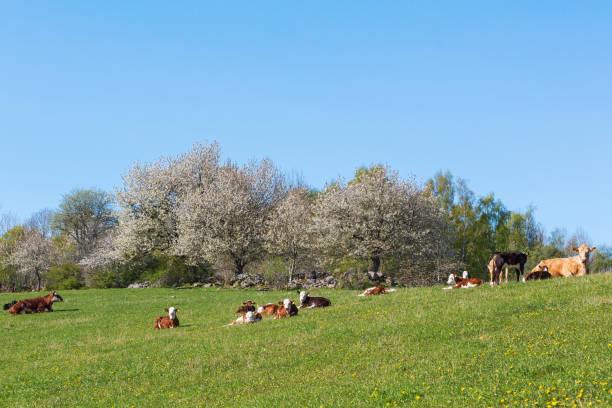 istock Resting calves and cows on a meadow 2149066411