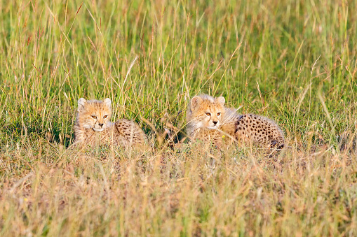 Cheetah cubs hiding in the grass on the savannah