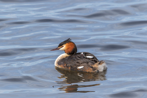 Great Crested Grebe with a chick on its back