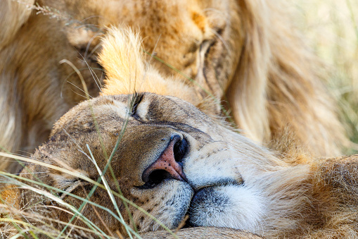 Close up at sleeping lions in the grass on the savanna