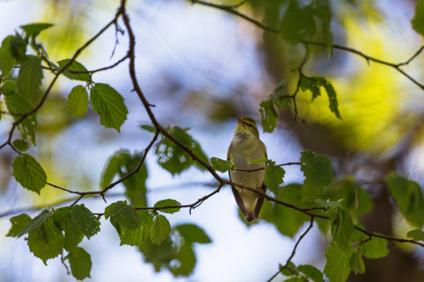 Wood Warbler in spring Branch and a Wood Warbler wood warbler phylloscopus sibilatrix stock pictures, royalty-free photos & images