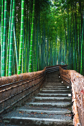 There are bamboo forests on both sides of the walkway in Kyoto, Japan.