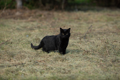 Black cat on dry grass
