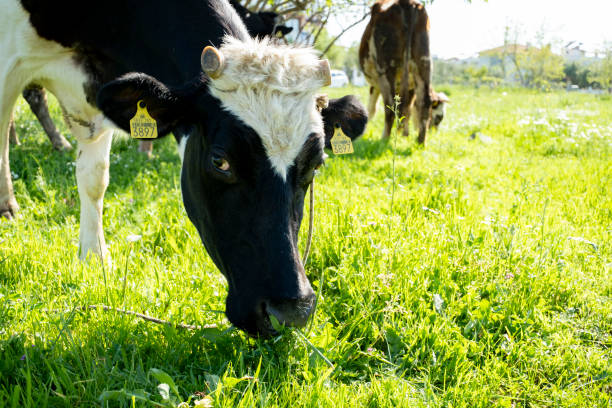 Grazing cow, eating blades of grass