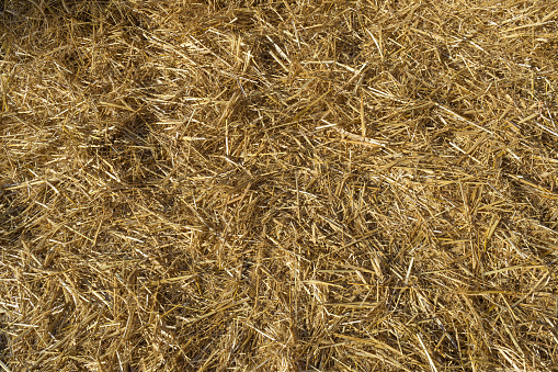 Hay Background, Straw Pattern, Thatch Texture, Dry Golden Grass Mockup, Dry Baled Hay Bales Stacks Banner, Straw Texture with Copy Space for Text