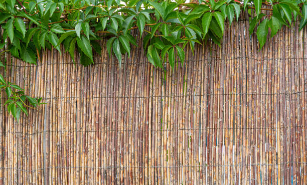 istock Straw Fence Texture Background, Dry Cane Hedge Pattern, Thatch Texture, Natural Grass Fencing 2149067469