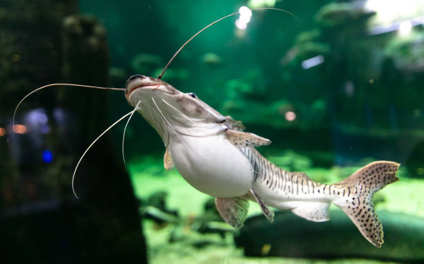 istock Catfish fish swims in an aquarium 2149068124