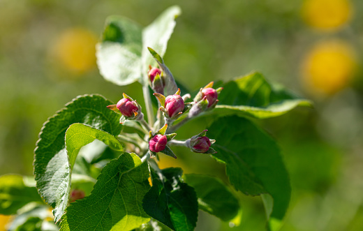 Flowers on an apple tree in spring. Close-up.