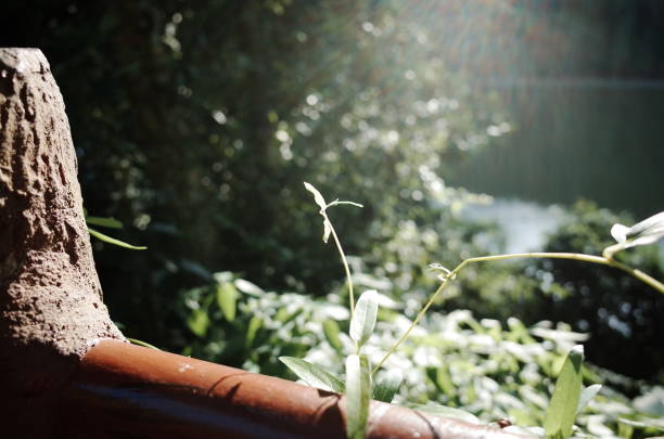 The sun shines on the leafs