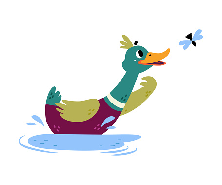 Funny Dabbling Duck Character Swimming in Pond Vector Illustration. Mallard as Feathered Waterfowl Bird