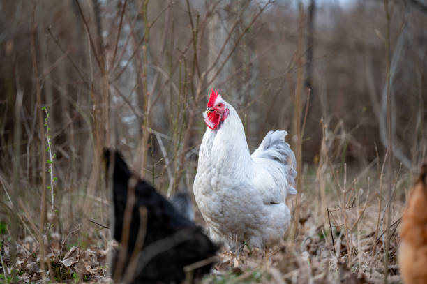 istock Free range hens in forest looking for food 2149070178