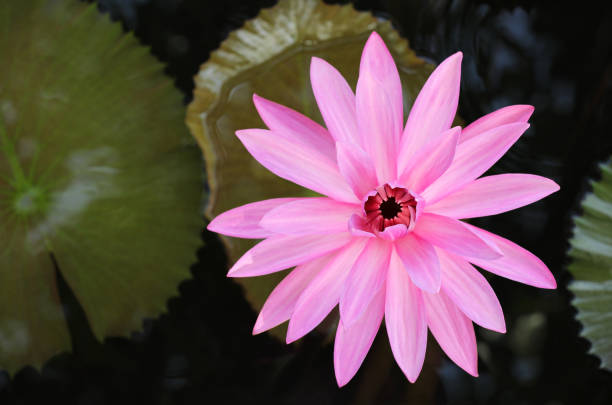 Pink waterlily on green leaves background