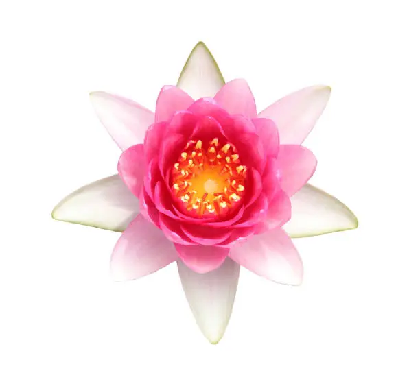 Pink Hardy Water lily flower isolated on white background
