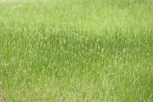 Green grass field. Green grass texture or background.