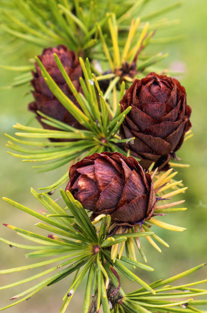 istock Close-up view of pine cones on a branch 2149070468