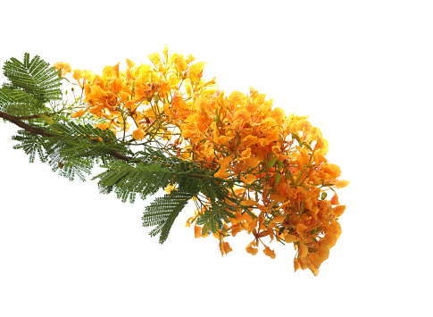 Poinciana regia or Delonix regia flowers isolated on white background.