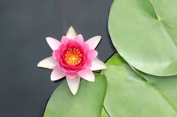 Pink Hardy Water lily flower with green leaves and water surface.