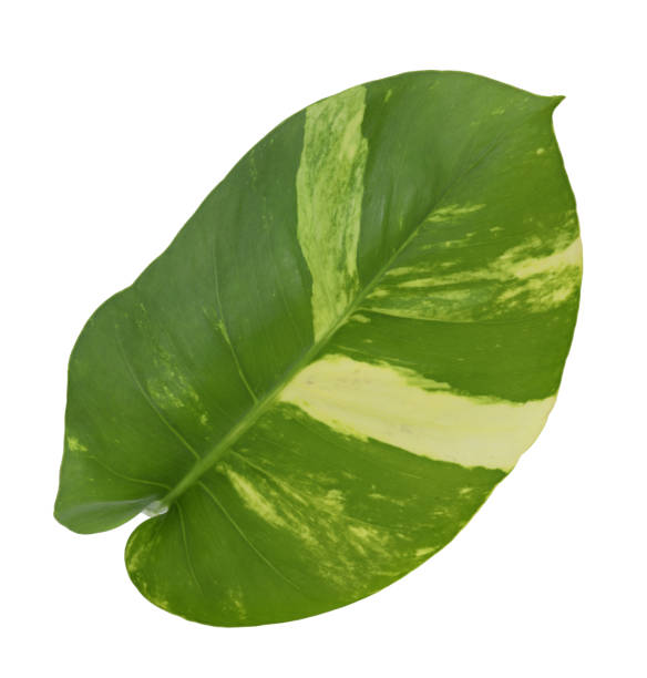 istock Spotted betel leaf isolated on white background 2149070601