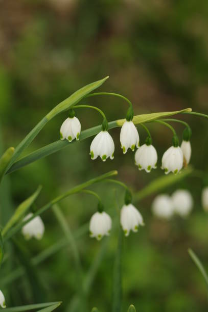 istock Close-up of snowflake flowers 2149070606