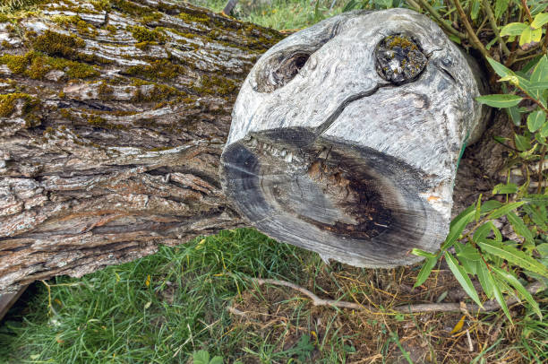 A long-cut branch of an old leaning willow tree in the park, top view