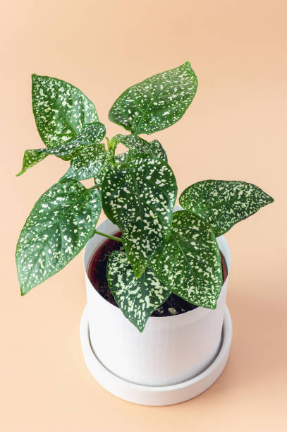 istock A plant with spotted leaves Hypoestes phyllostachya in a pot top view 2149070844