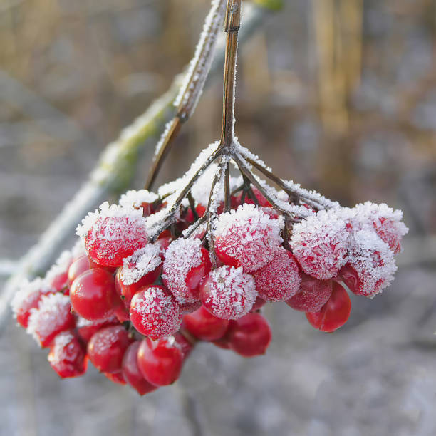 istock Putin's berry bunch is well visible in winter 2149070863