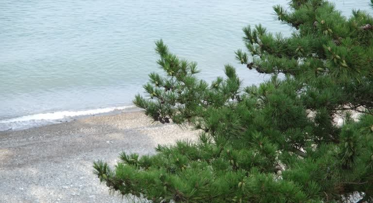 green pine needles and cones. green pine branches in autumn against the backdrop of calm sea water. on the branch, in addition to green cones, old dried cones are also visible