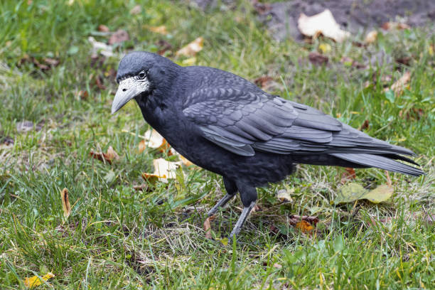 Black crow portrait in meadow with fallen tree leaves, Corvus Corvidae, blurred background