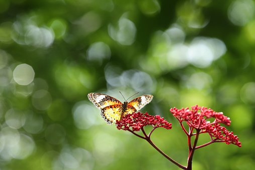 Leopard Lacewing butterfly on red flower with green  bokeh background