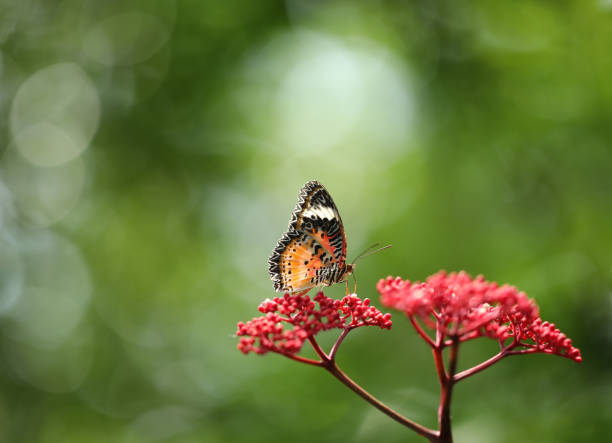 Leopard Lacewing butterfly on red flower with green  bokeh background