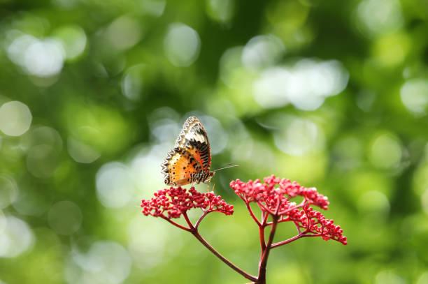 istock Leopard Lacewing butterfly on red flower with green  bokeh background 2149071282