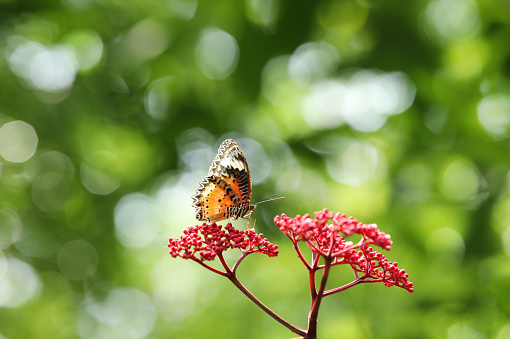 Leopard Lacewing butterfly on red flower with green  bokeh background