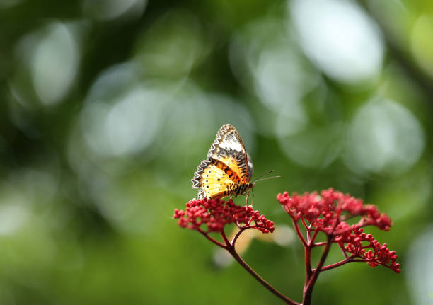 istock Leopard Lacewing butterfly on red flower with green  bokeh background 2149071285