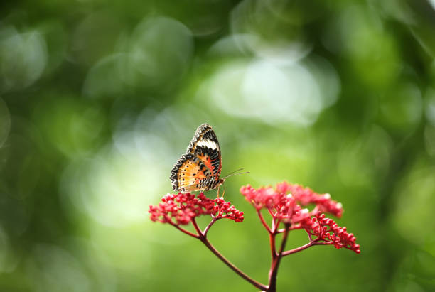 Leopard Lacewing butterfly on red flower with green  bokeh background