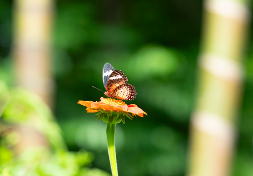 Leopard Lacewing butterfly on orange flower with green background