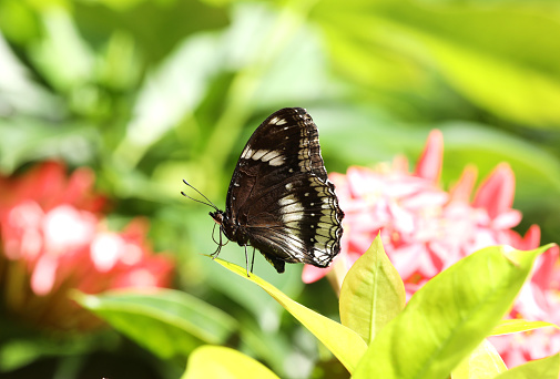 Euploea core or common crow butterfly on green leaf