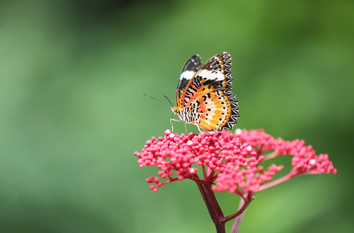 Leopard Lacewing butterfly on red flower with green background