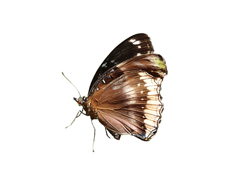 Euploea core or common crow butterfly isolated on white background