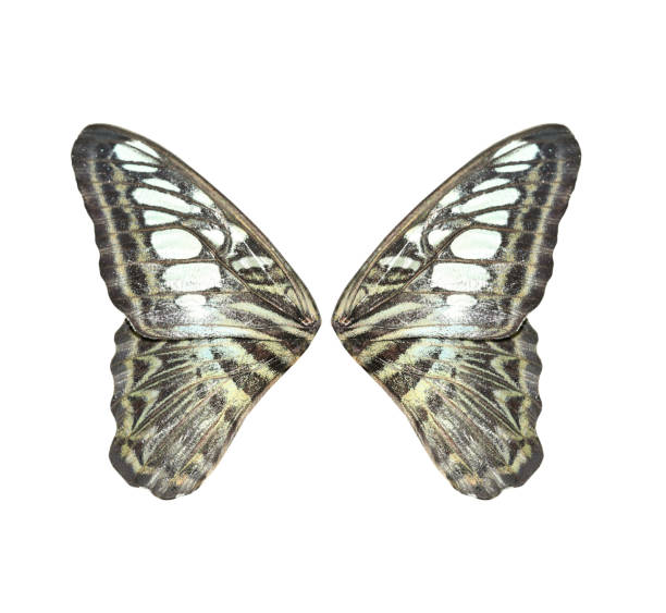 Parthenos sylvia butterfly on green leaf with blurred background