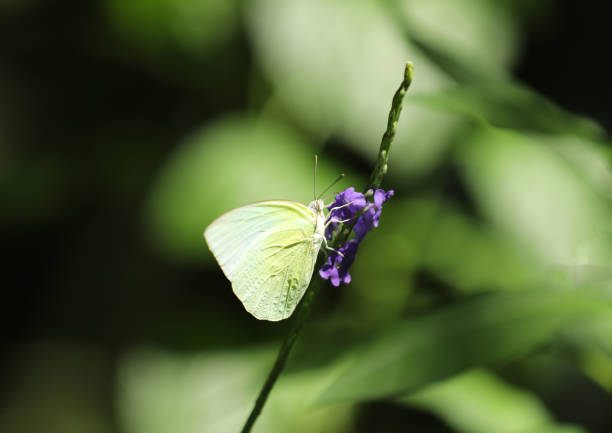 orange butterfly on a lilac flower among green grass
