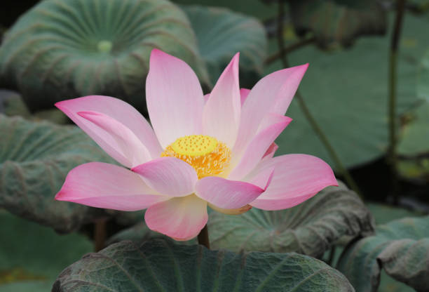 istock Pink lotus flower blooming with green leaves 2149071348