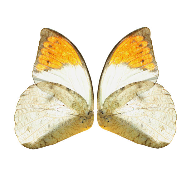 White and yellow butterfly wings isolated on white background