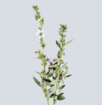 Althaea officinalis, the marsh mallow or marshmallow plant isolated on gray background, studio photo