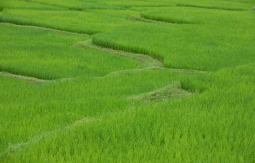 Green rice terraces at Nan province, Thaoland.