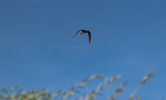 Phalacrocorax carbo flying in blue sky