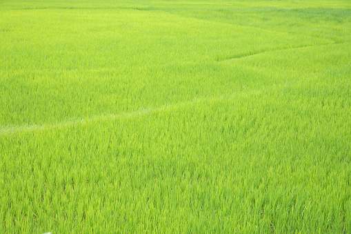 Green paddy field at countryside in Nan province, northern of Thailand.