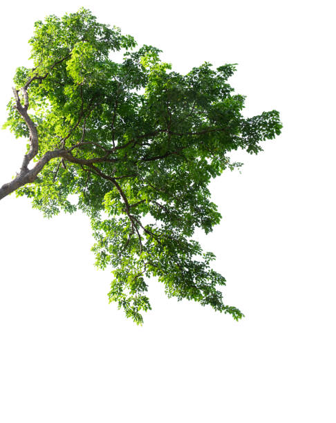 istock Green foliage and branch of tree isolated on white background 2149072038