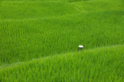 White chair among green rice field