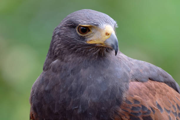 Close up detail with a Harris s hawk (Parabuteo unicinctus). Portrait of a bird of prey.