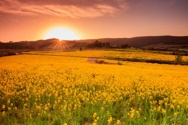 istock Sunset in a yellow Canola field 2149072713
